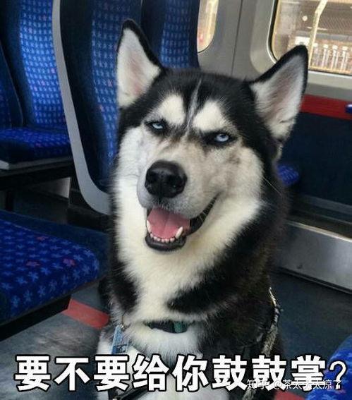 爆料二哈视频下载网站,热门下载网站大曝光
